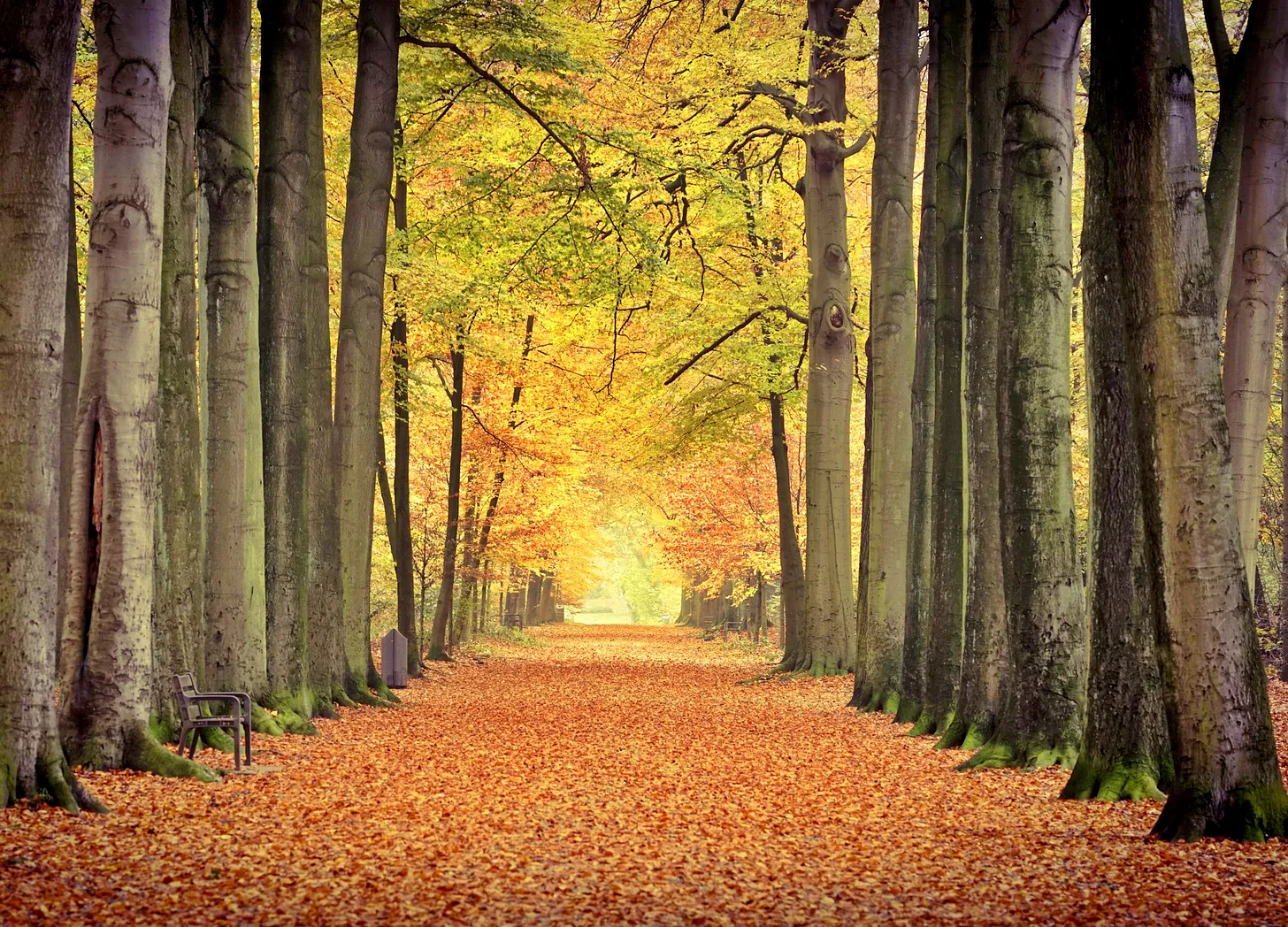 Description de l’image